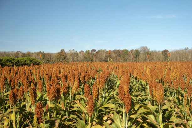 高粱种植图片下载