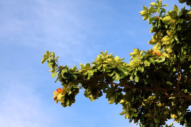 绿色的叶子图片下载