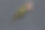 干玫瑰在黑暗背景顶部视图复制空间。图片下载