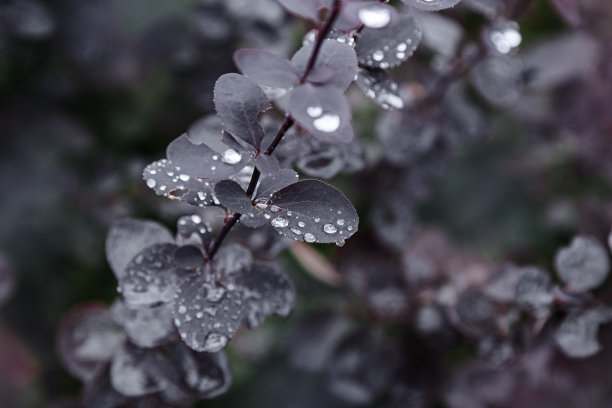 美丽的自然背景色调植物的叶子与雨滴和太阳耀斑。变色冷深蓝的秋景，树叶季节性造型照片。平静的气氛，忧郁，悲伤的概念图片下载