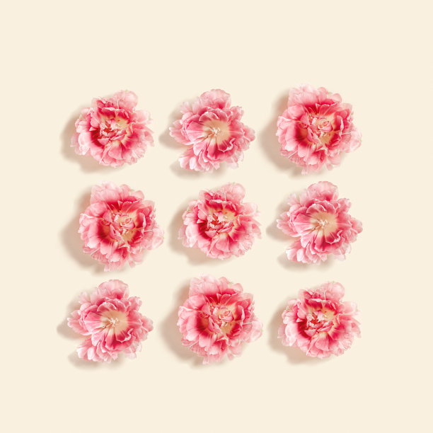 牡丹郁金香花春假花粉彩方形图案，极简花平铺，花静物与粉红色盛开的花朵对米色，自然装饰卡，明信片图片下载
