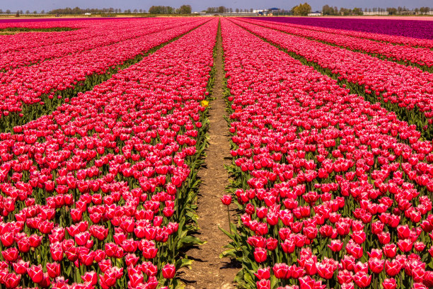 粉色郁金香图片下载