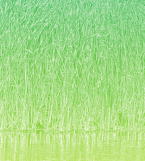 湿地香蒲背景图片下载
