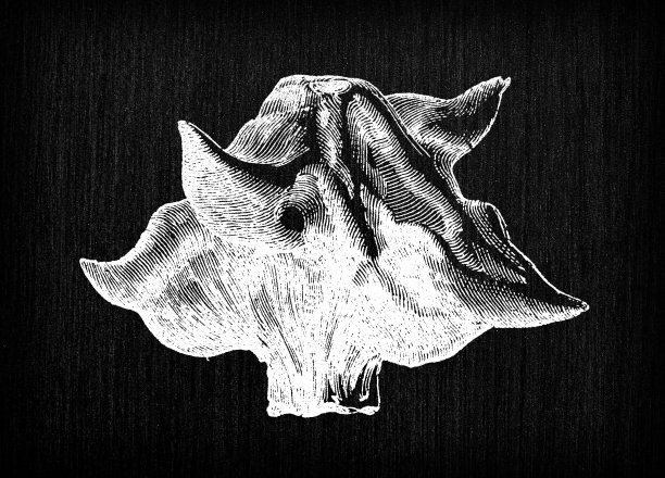 植物学蔬菜植物仿古雕刻插图:水菱角图片下载