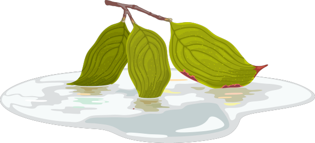 山茱萸的叶子在树枝上开始图片下载