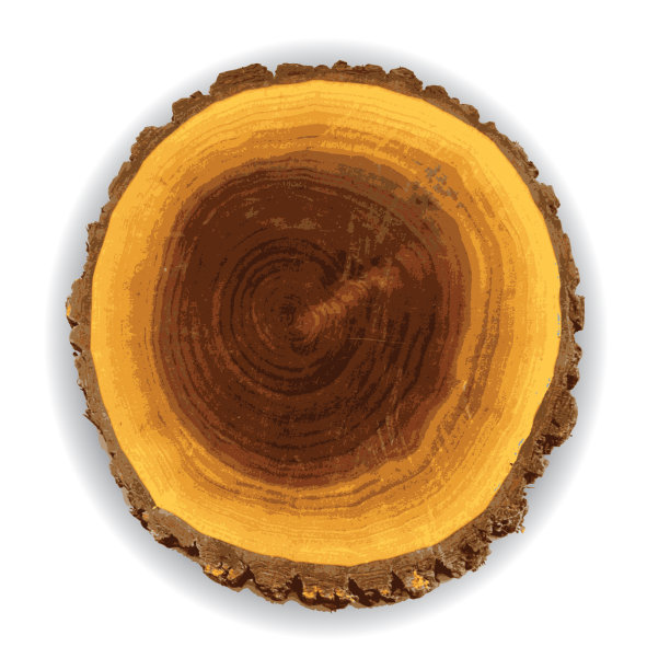 树干的木片横截面图片下载
