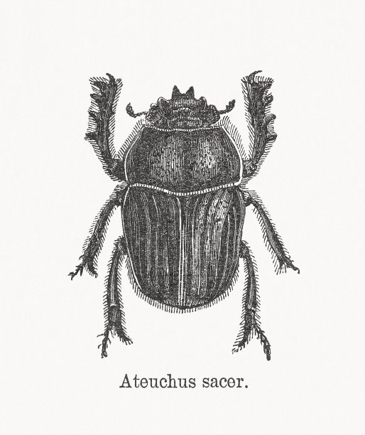 圣甲虫（或 Ateuchus sacer），1893年出版的木刻版画图片下载
