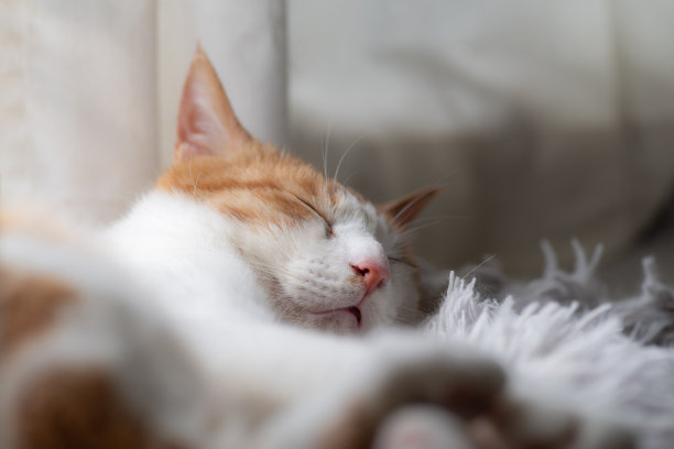 睡觉的猫图片下载