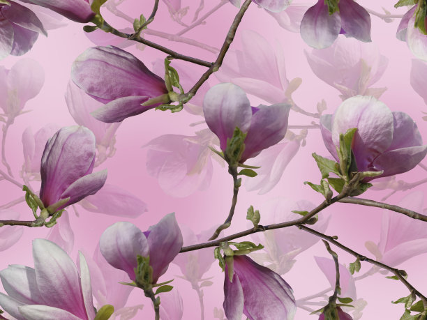 精致的无缝图案与粉红色的木兰在紫色的背景。图片下载