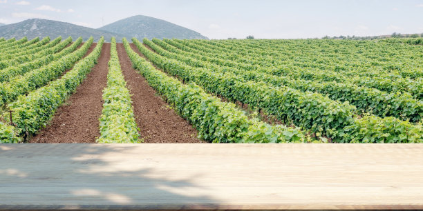 葡萄园空桌，产品展示模板。图片下载