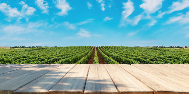 葡萄园空桌，产品展示模板。图片下载