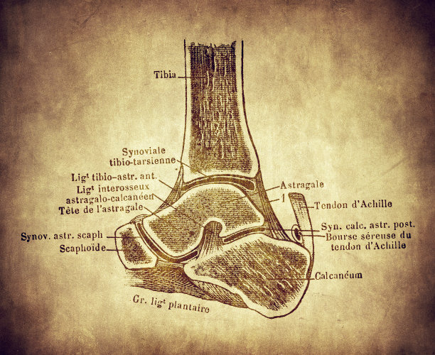 Tibial-tarsal矢状切面图片下载