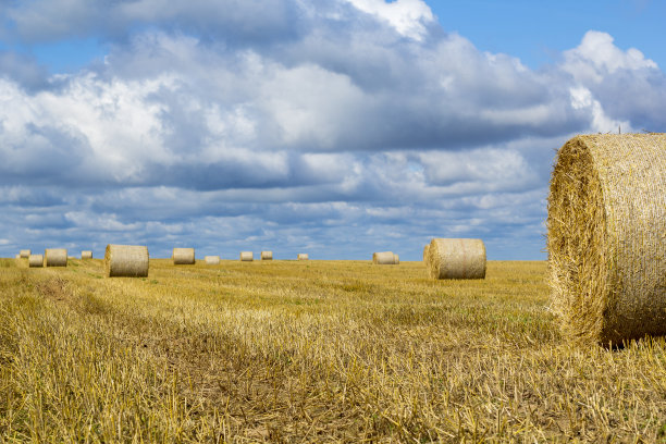 收获时的麦田和黄色的小麦干堆。复制空间的夕阳光线在地平线上的乡村草地。自然照片丰收的想法。图片下载