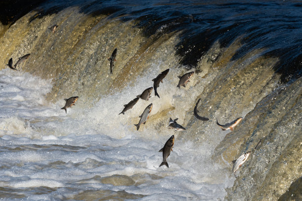 鱼往上游产卵。Vimba跳上了Venta河的瀑布。Kuldiga,拉脱维亚。图片下载