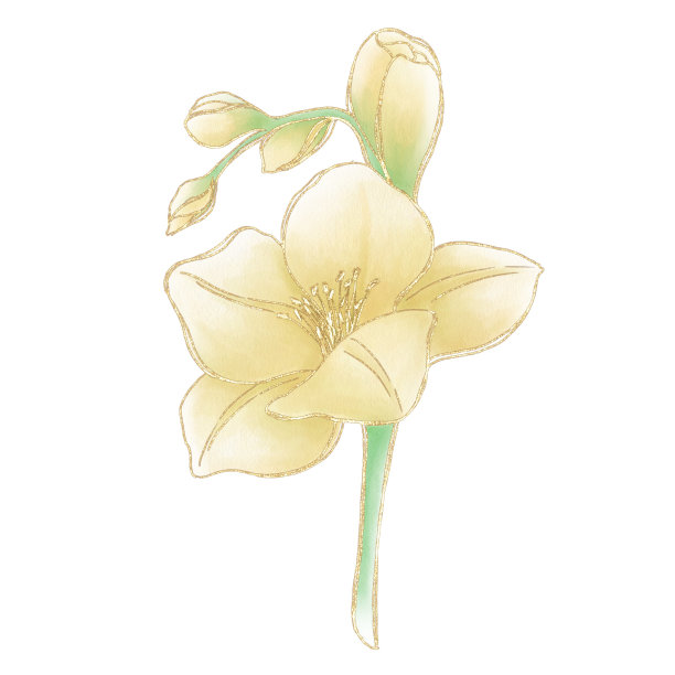插图与黄色剑兰花在白色背景与金色轮廓的树枝图片下载