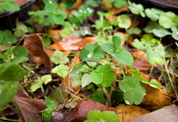 蛹酢浆草绿叶上的透明水滴。图片下载