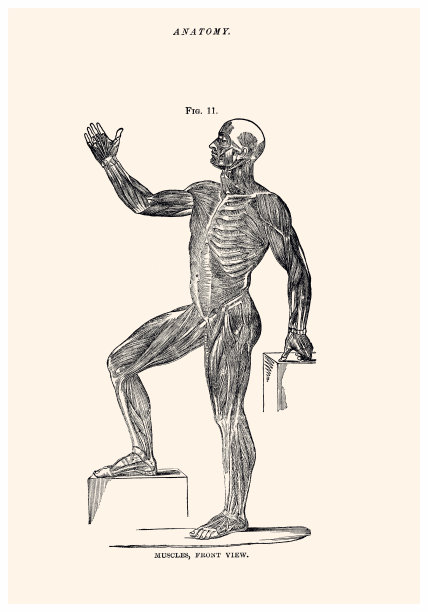 解剖学(XXXL)图片下载