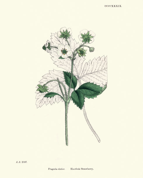 植物学，凹纹，麝香，草莓或草莓双簧管图片下载