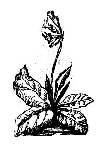 古董雕刻插图:樱草花图片下载