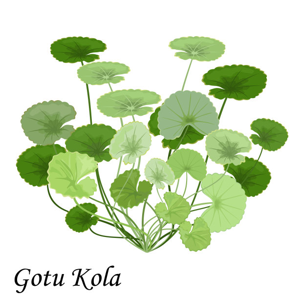 Gotu Kola(亚洲pennywort，印度pennywort, Centella asiatica)孤立在白色背景，矢量插图。图片下载