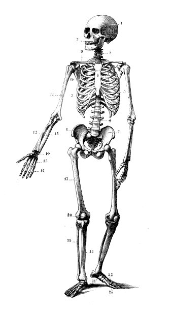 古董插图:人体骨架图片下载