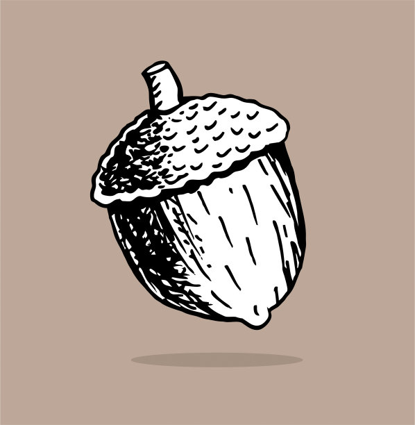 手绘橡子图片下载