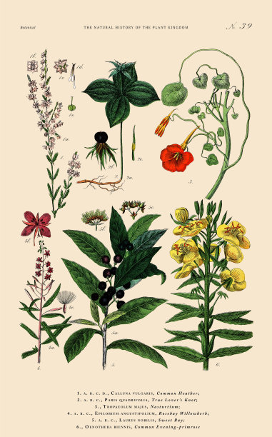 手工着色的植物雕刻，植物王国的历史，维多利亚植物插图，盘子39，大约1853年图片下载