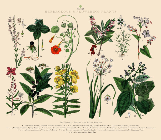 草本和开花植物，植物王国，维多利亚植物插图，大约1853年图片下载