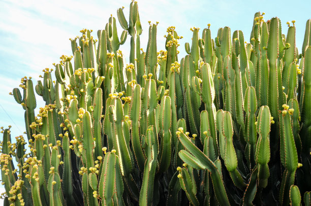 田野里的郁金香，以数码照片图片为背景图片下载