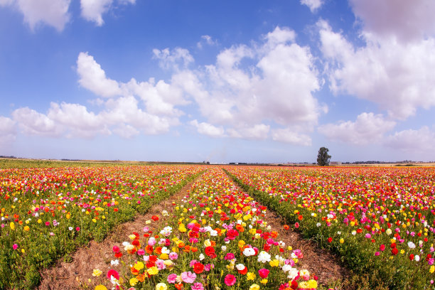 盛开的毛茛花图片下载