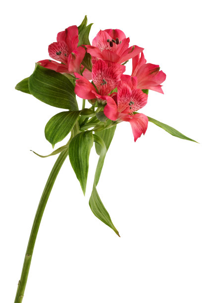 美丽的红色alstroemeria花孤立在白色背景图片下载