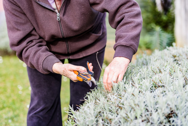 活跃的年长妇女在春天修剪薰衣草丛图片下载