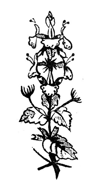 古董雕刻插图:猫薄荷图片下载