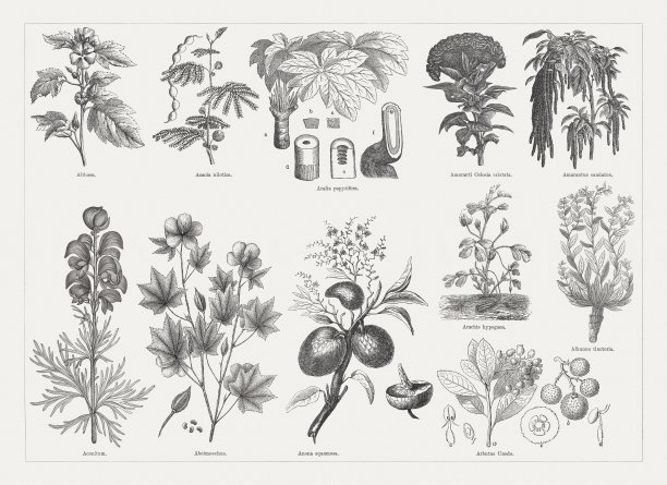 有用的药用植物，木版，1893年出版图片下载
