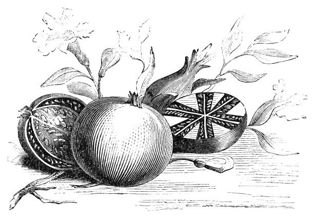 石榴- 19世纪图片下载