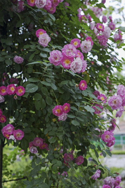 盛开的玫瑰花图片下载