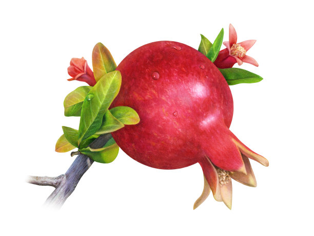 石榴和树枝图片下载