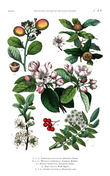古董植物雕刻，植物王国的历史，维多利亚植物插图，板块49，大约1853年图片下载