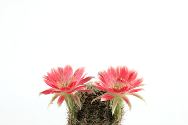 带有红色花朵的仙人掌在白色背景上与拷贝空间隔离。图片下载