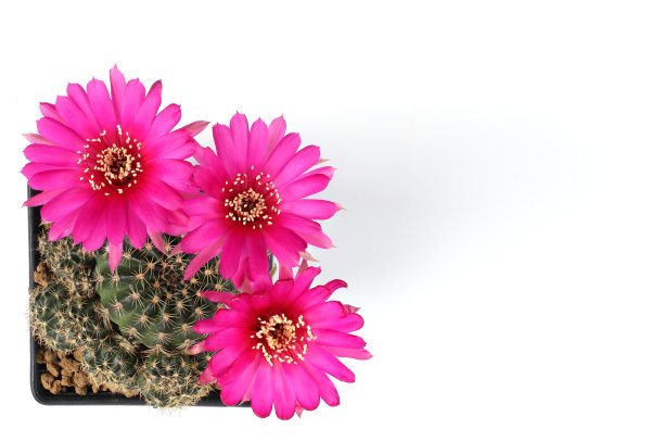 白色背景上的粉色仙人掌花有复制空间图片下载