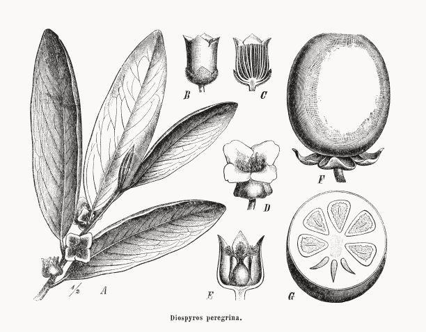 高柏(Diospyros malabarica)，木刻，1899年出版图片下载