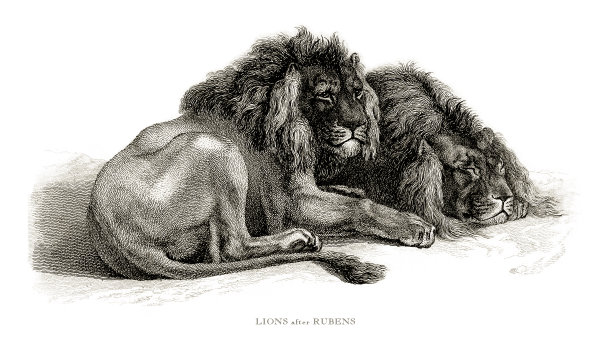 狮子，古董雕刻，雄性非洲狮子雕刻插图图片下载