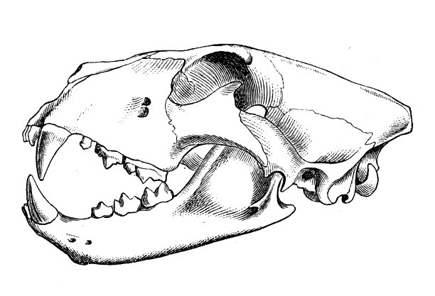 古代生物动物学图像:狮子头骨图片下载