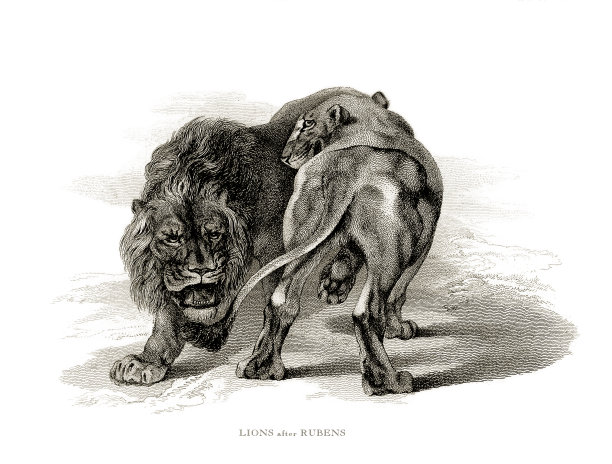 狮子，古董雕刻，男性和女性非洲狮和雌狮雕刻插图图片下载