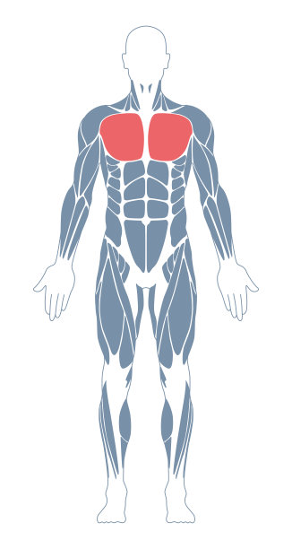 肌肉系统。人类的身体。男性解剖学。运动健身训练健身房锻炼矢量插图。前视图。胸部的肌肉图片下载
