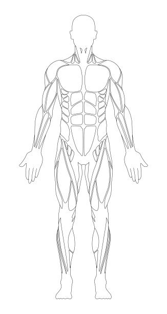 肌肉系统。人类的身体。男性解剖学。运动健身训练健身房锻炼矢量插图。前视图图片下载