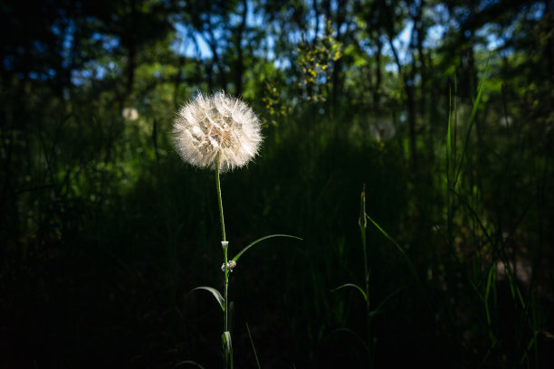被照亮的巨大蒲公英图片下载