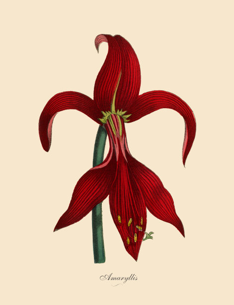 朱顶红属植物，维多利亚植物学插图图片下载