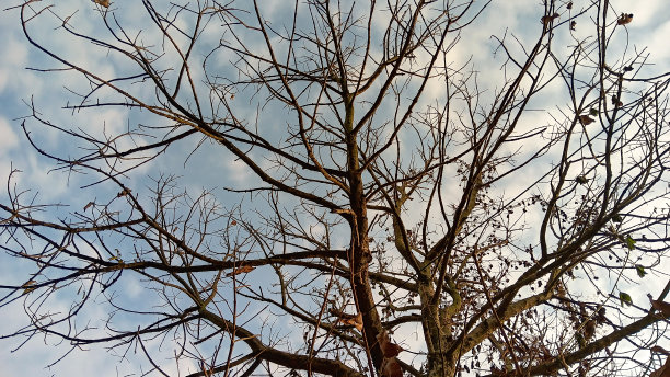 自然剪影树细枝图片下载