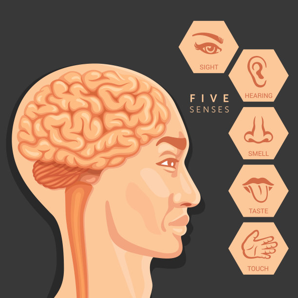 人的头部和感官知觉图片下载